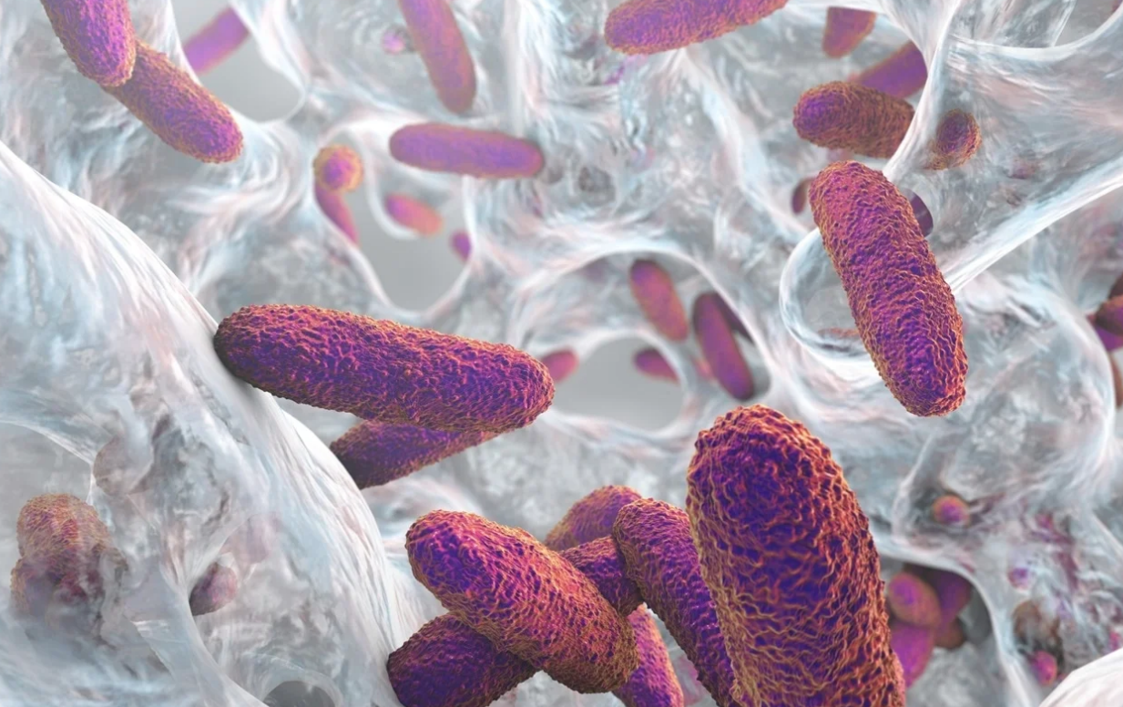 Phát hiện kháng thể thúc đẩy hoạt hóa bổ sung chống lại K. pneumoniae