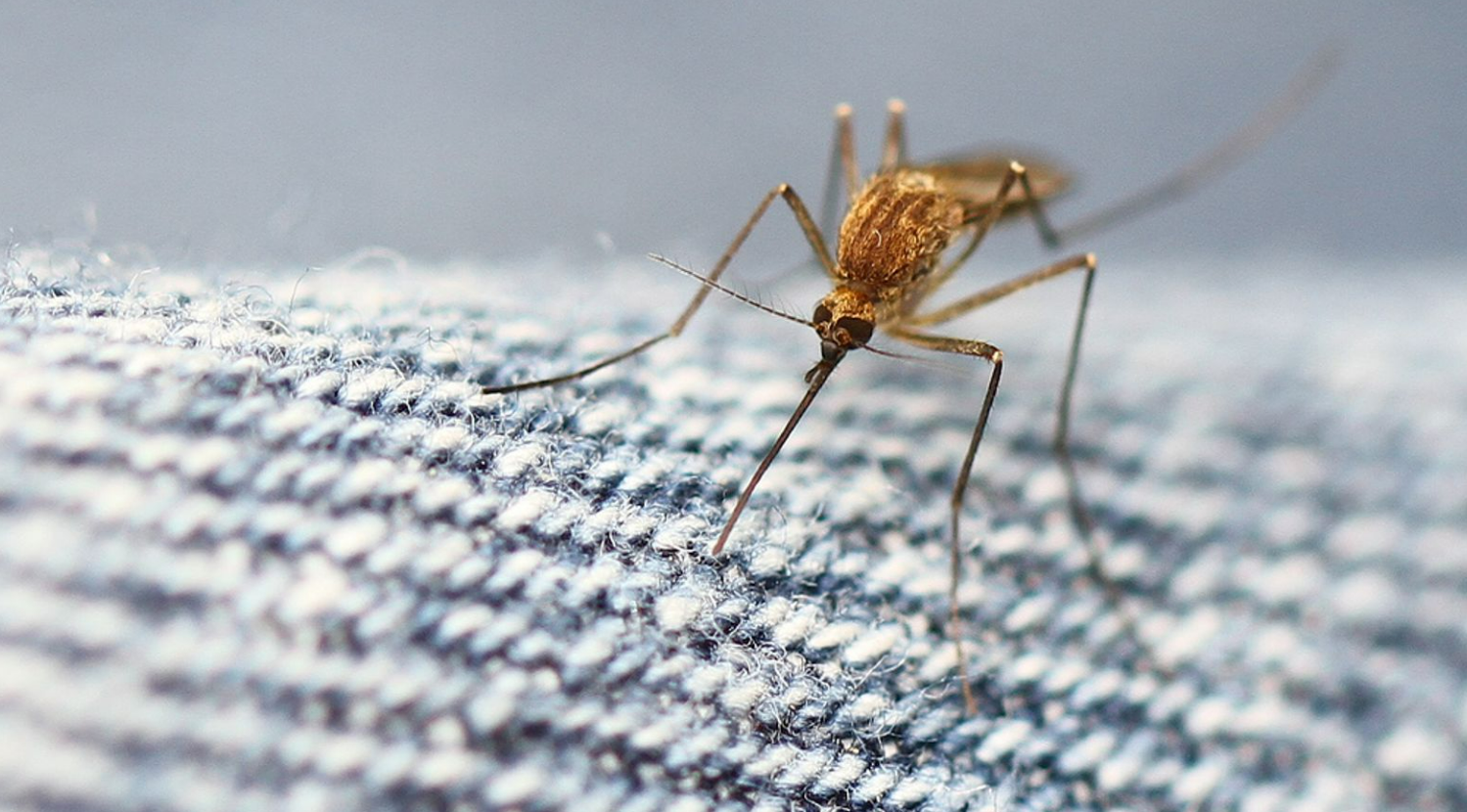 Bavarian Nordic cho biết vắc-xin chikungunya thành công trong nghiên cứu giai đoạn cuối
