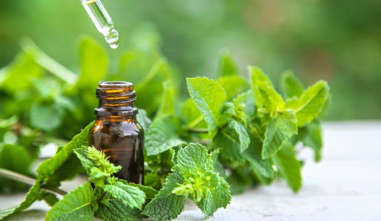 Dầu bạc hà có thể là lựa chọn mới để giảm đau sau phẫu thuật tim hở